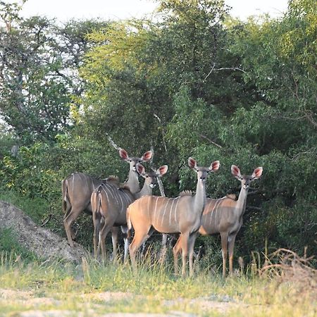 פרנסיסטאון Ngangane Lodge & Reserve מראה חיצוני תמונה