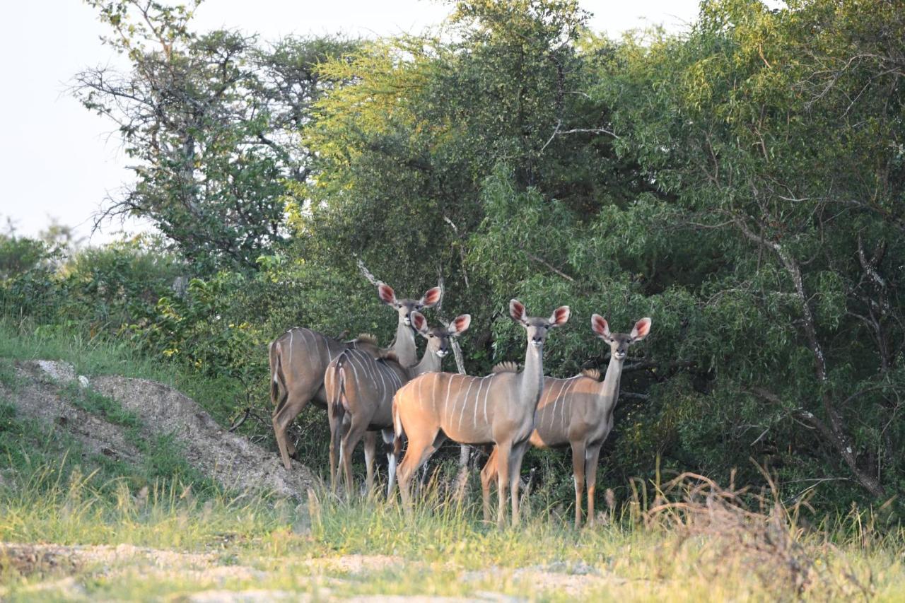 פרנסיסטאון Ngangane Lodge & Reserve מראה חיצוני תמונה
