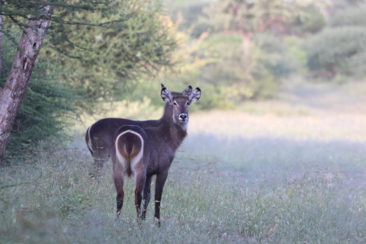 פרנסיסטאון Ngangane Lodge & Reserve מראה חיצוני תמונה
